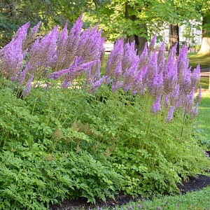 Астильба Пурперкерце 1шт (КолЛайн)