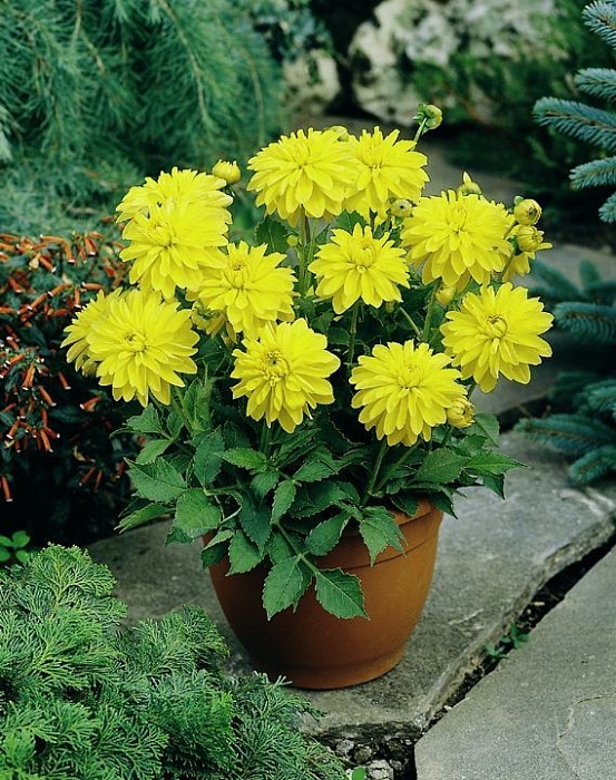 Георгина Мелоди Латин 1шт (КолЛайн)