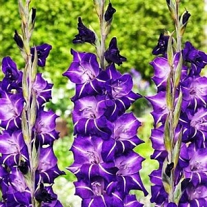 Гладиолус Флирти  1шт (КолЛайн) 10шт/уп