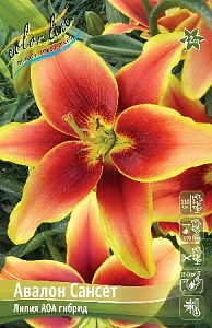 Лилия Авалон Сансет 12/14 1шт (КолЛайн)