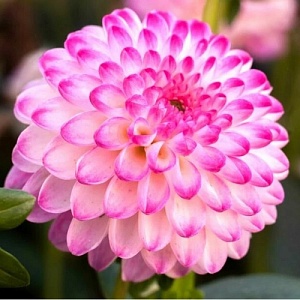 Георгина Пинк Иса 1шт (КолЛайн)