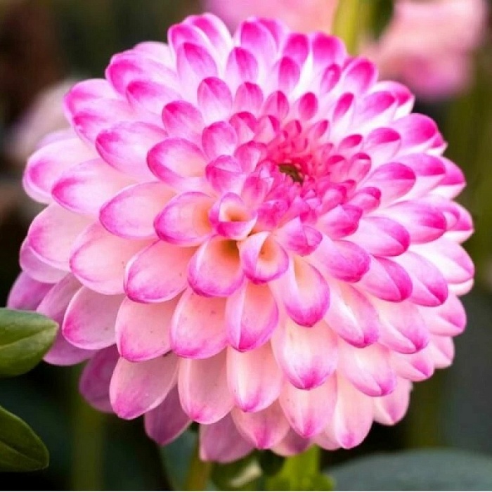 Георгина Пинк Иса 1шт (КолЛайн)