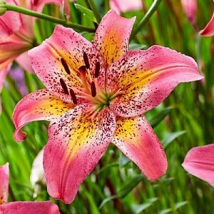 Лилия Фэнси Данс 12/14 1шт (КолЛайн) 