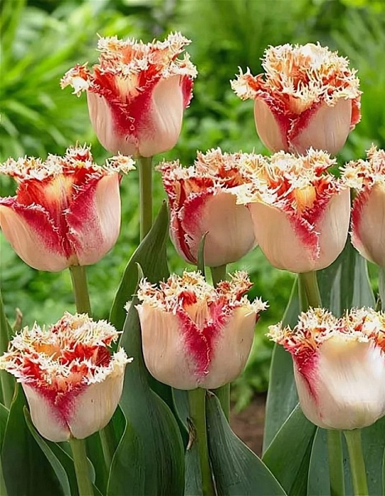 Тюльпан Боллрум 11/12 1шт (КолЛайн) 2шт/уп бахромч.