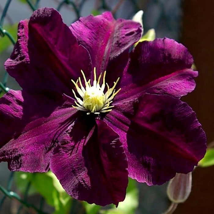 Клематис Варшавска Найк 1шт (КолЛайн) 2шт/уп