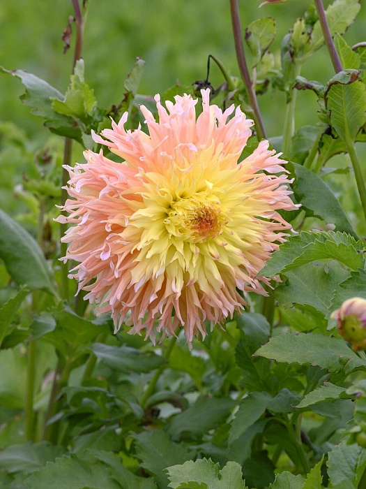 Георгина Мингус Джошуа 1шт (КолЛайн)