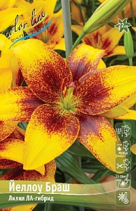 Лилия Йеллоу Браш 12/14 1шт (КолЛайн) 5шт/уп