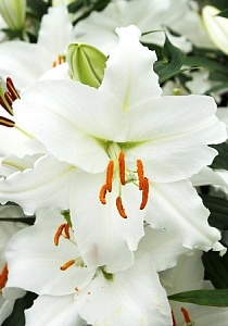 Лилия Ва-банк 13/14 1шт (КолЛайн) 5шт/уп