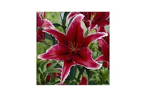 Лилия Суматра 12/14 1шт (Садовита) 5шт/уп