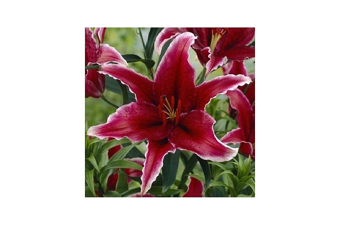 Лилия Суматра 12/14 1шт (Садовита) 5шт/уп