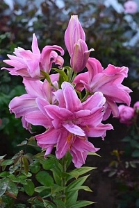 Лилия Дабл Фэнтези 12/14 1шт (КолЛайн)