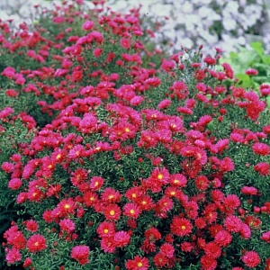 Астра Кримзон Брокад 1шт (КолЛайн)