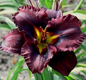 Лилейник Блэк Стокингс 1шт (КолЛайн)