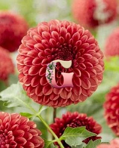 Георгина Коппербой 1шт (КолЛайн)