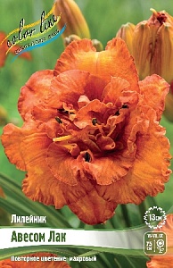 Лилейник Авесом Лак 1шт (КолЛайн)