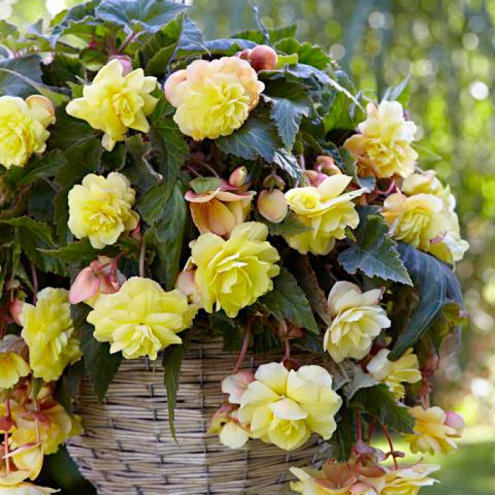 Бегония Одората Санни Дрим 5/6 1шт (КолЛайн) 