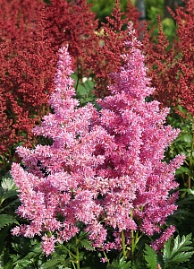 Астильба Майнц 1шт (КолЛайн)