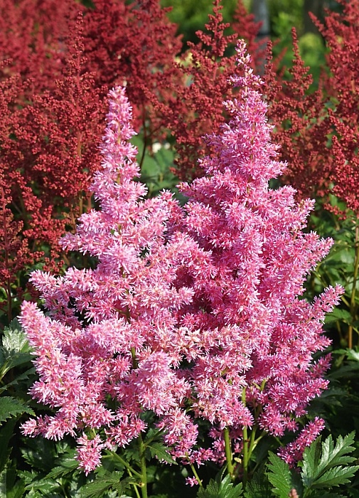 Астильба Майнц 1шт (КолЛайн)