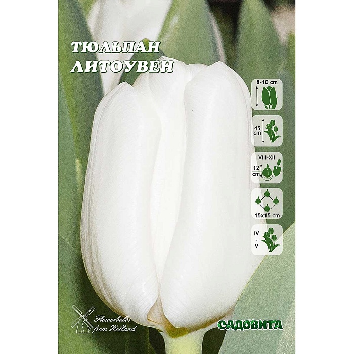 Тюльпан Литоувен 11/12 1шт (Садовита) 7шт/уп