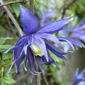 Клематис Лагуна 1шт (КолЛайн)