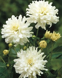 Георгина Аспен 1шт (КолЛайн)