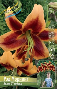 Лилия Рэд Морнинг 12/14 1шт (КолЛайн) 2шт/уп