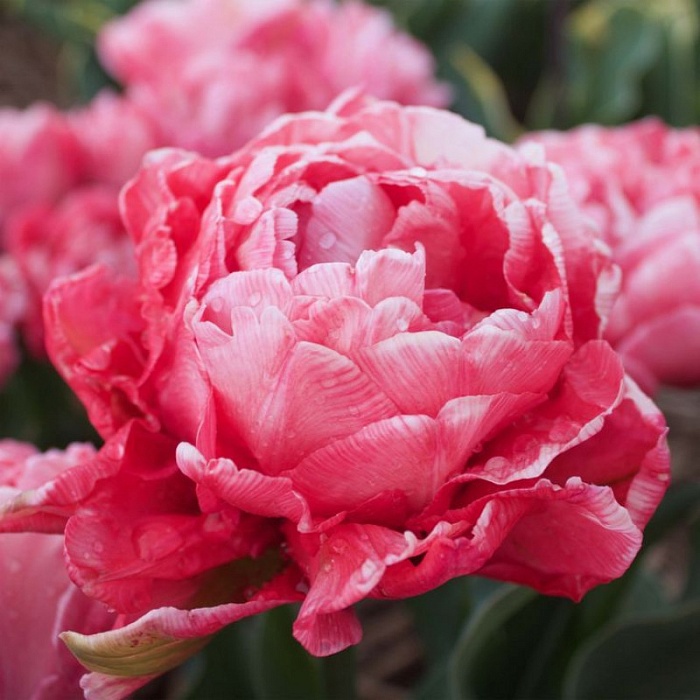 Тюльпан Свит Эми 11/12 1шт (КолЛайн) 8шт/уп