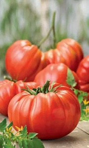 Томат Супергигант Брутус ц/п (УД) 