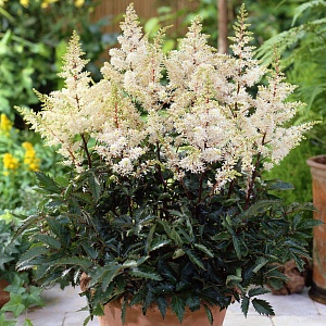 Астильба Рок Энд Ролл 1шт (КолЛайн)