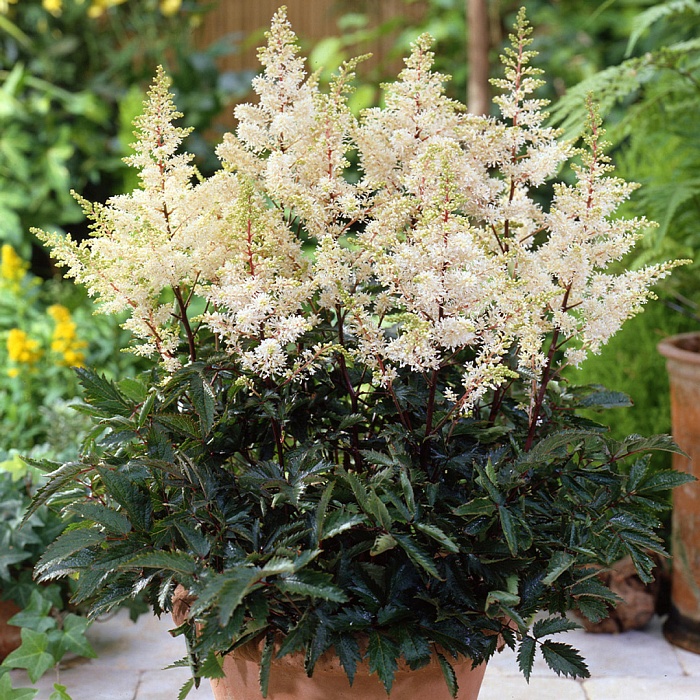 Астильба Рок Энд Ролл 1шт (КолЛайн)