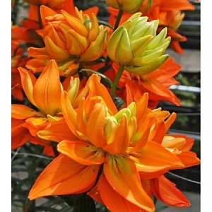 Лилия Халк 1шт (КолЛайн)