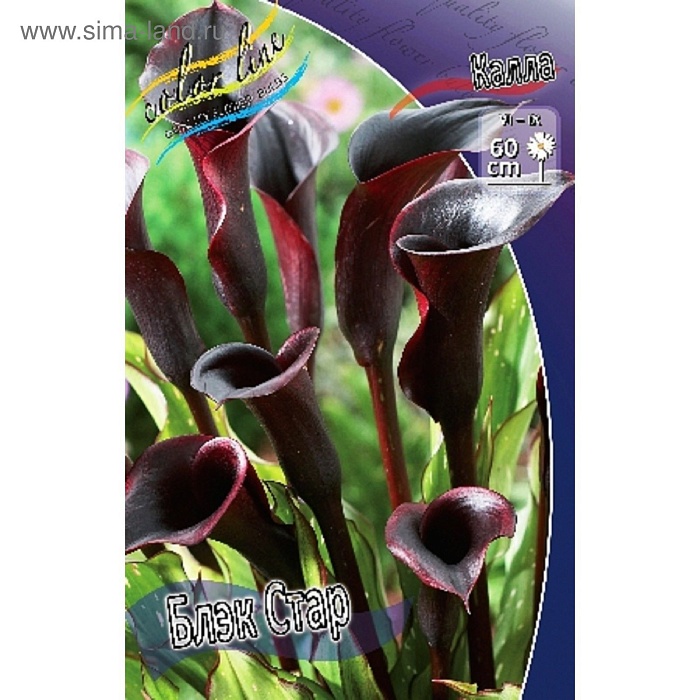 Калла Блэк Стар 1шт (КолЛайн) 2шт/уп