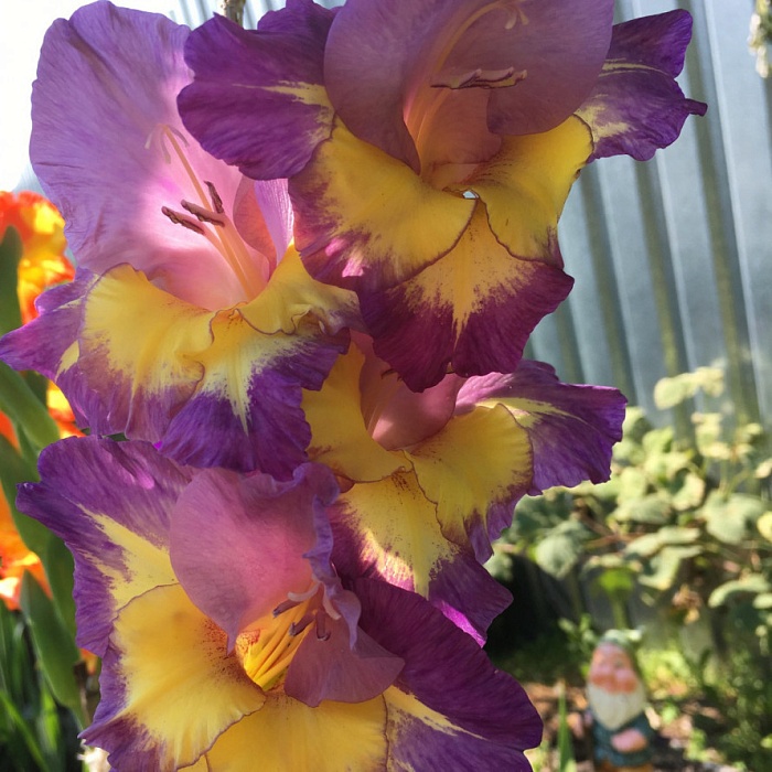 Гладиолус Динамит 10/12 1шт (КолЛайн) 8шт/уп