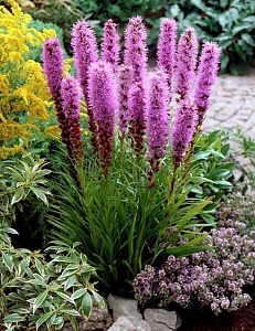 Лиатрис Кобольд 1шт (КолЛайн) 3шт/уп