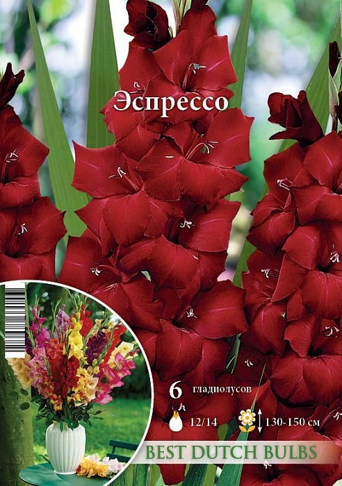 Гладиолус Эспрессо 12/14 1шт (НК) 6шт/уп