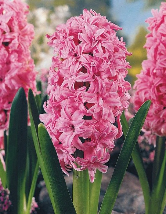 Гиацинт Дабл Эрос 14/15 1шт (КолЛайн) 2шт/уп 