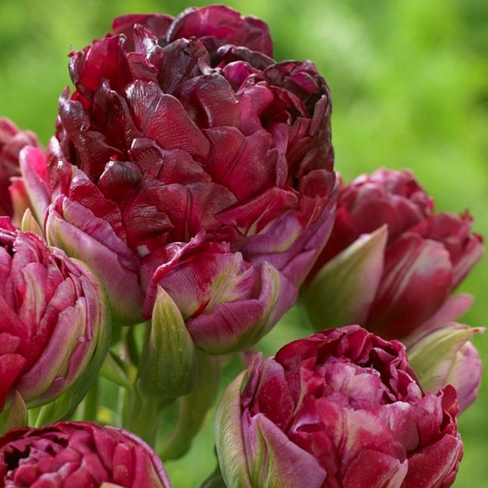 Тюльпан Перпл Маунтейн 1шт (КолЛайн) 3шт/уп