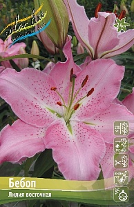 Лилия Бебоп 12/14 1шт (КолЛайн) 5шт/уп восточка