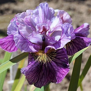 Ирис сибирский Мэд Хэт 1шт (КолЛайн)