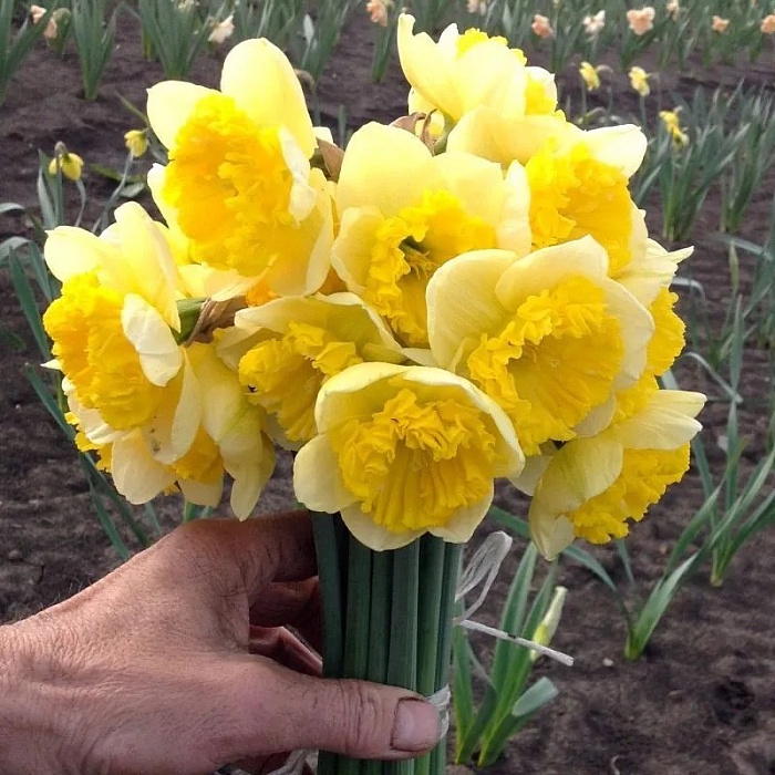 Нарцисс Керли 12/14 1шт Садовита (5шт/уп)