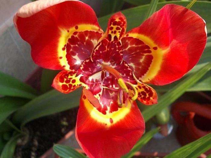 Тигридия Специоза 7/9 1шт (КолЛайн) 10шт/уп