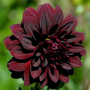 Георгина Арабиан Найт 1шт (КолЛайн)