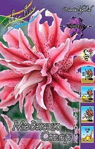 Лилия Мэджик Стар 12/14 1шт (КолЛайн) 