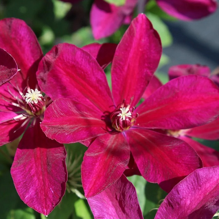 Клематис Перида 1шт (КолЛайн) 