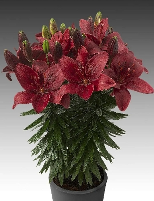 Лилия Тренди Гавана 10/12 1шт (КолЛайн) 7шт/уп