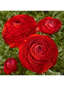 Ранункулюс Красный 1шт (Садовита) 10шт/уп