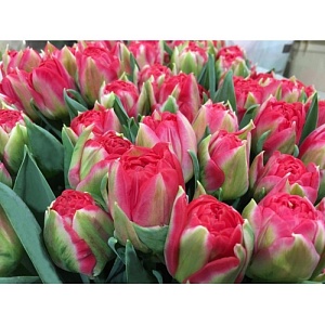 Тюльпан Памплона 1шт (КолЛайн) 8шт/уп