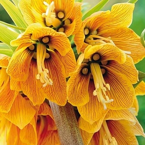 Фритиллярия Стрипед Бьюти 1шт (КолЛайн)