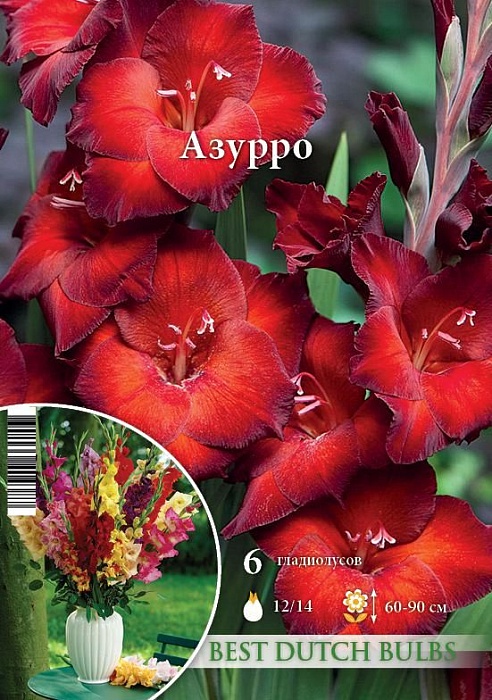 Гладиолус Азурро 12/14 1шт (НК) 6шт/уп 