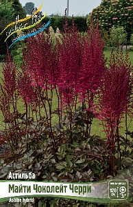 Астильба Майти Чоколейт Черри 1шт (КолЛайн)
